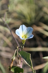 Ipomoea cardiophylla
