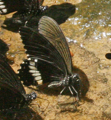 Papilio polytes romulus