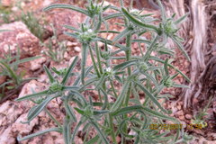 Cryptantha barbigera