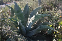 Agave marmorata