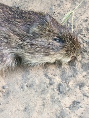 Thryonomys swinderianus