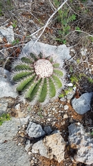 Melocactus intortus domingensis