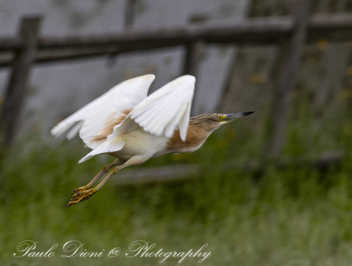 iNaturalist: (c) Paulo Dioni, some rights reserved (CC BY-NC), uploaded by Paulo Dioni iNaturalist image