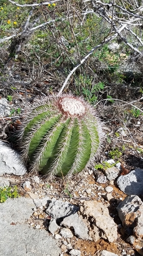 Melocactus pedernalensis