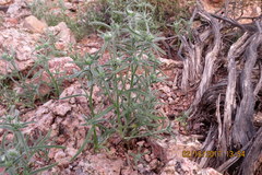 Cryptantha barbigera