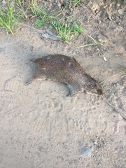 Thryonomys swinderianus