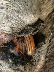 Thryonomys swinderianus