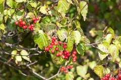 Viburnum betulifolium