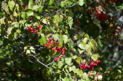 Viburnum betulifolium