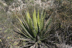 Agave kerchovei