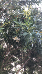 Nerium oleander