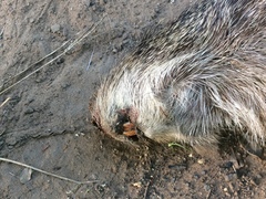 Thryonomys swinderianus