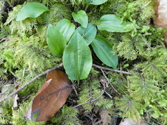 Calypso bulbosa