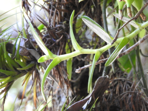 Epidendrum deditae Hágsater & Krahl 2