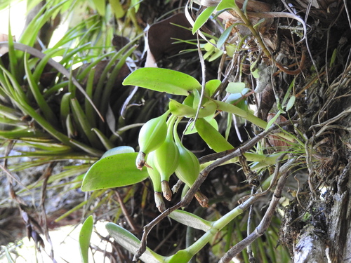 Epidendrum deditae Hágsater & Krahl