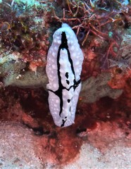 Phyllidiopsis shireenae