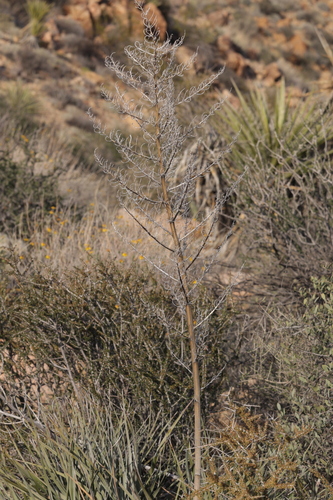 Bigelow's nolina (Nolina bigelovii)