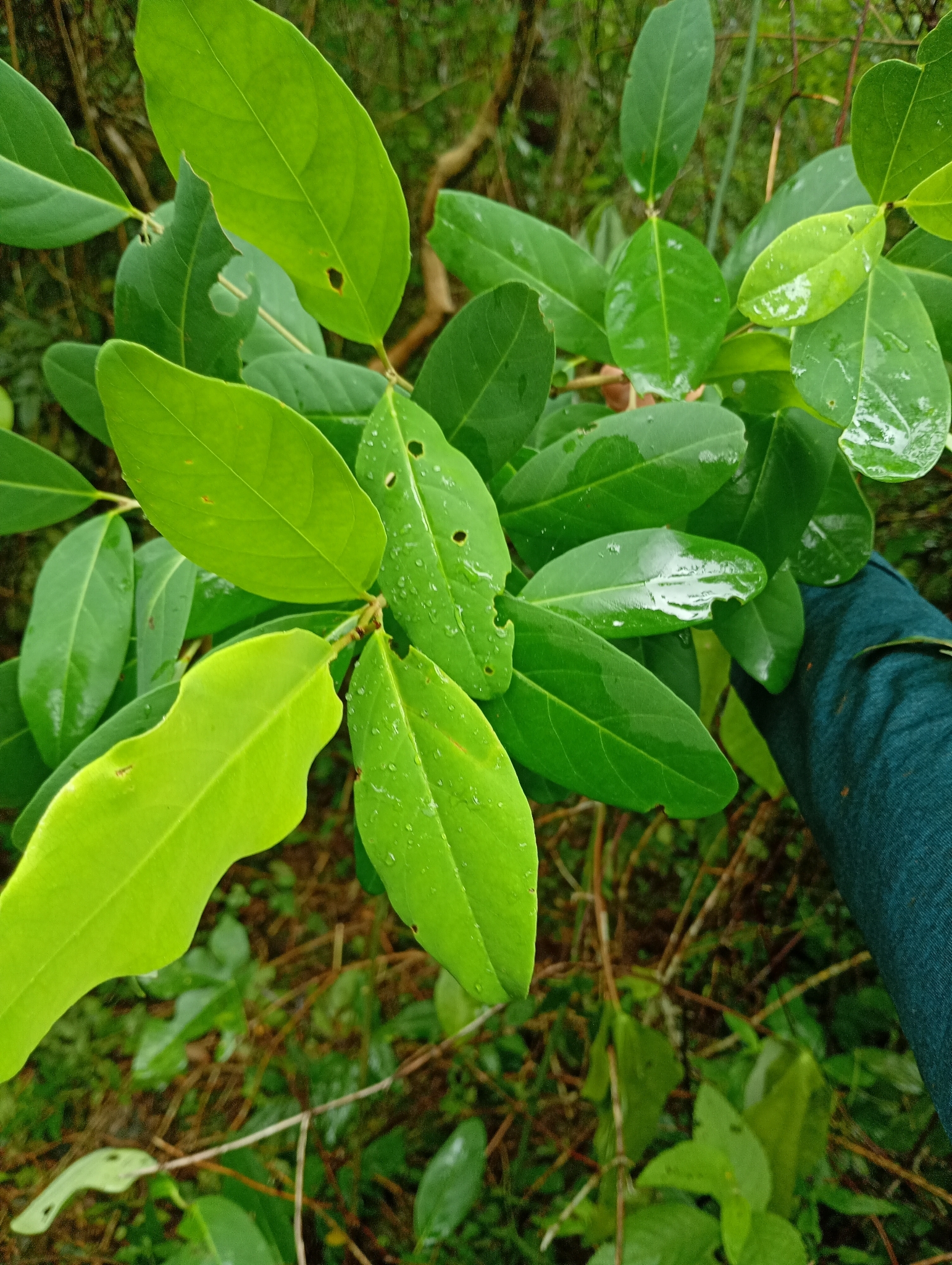 Stigmaphyllon paralias