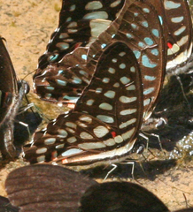 Graphium arycles