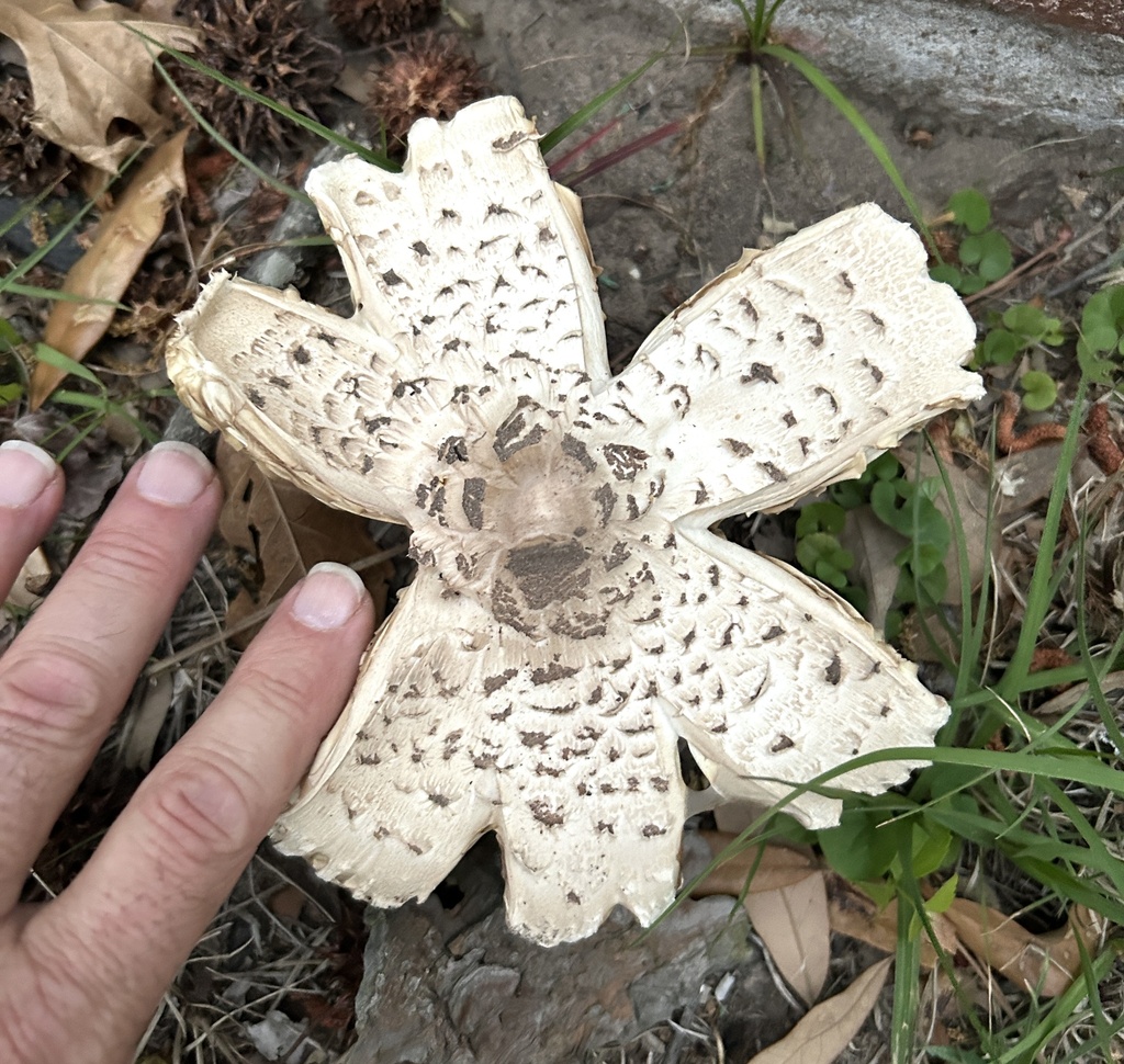 Chlorophyllum molybdites · March 2026 · photo: © northcut1 (iNaturalist, cc-by)