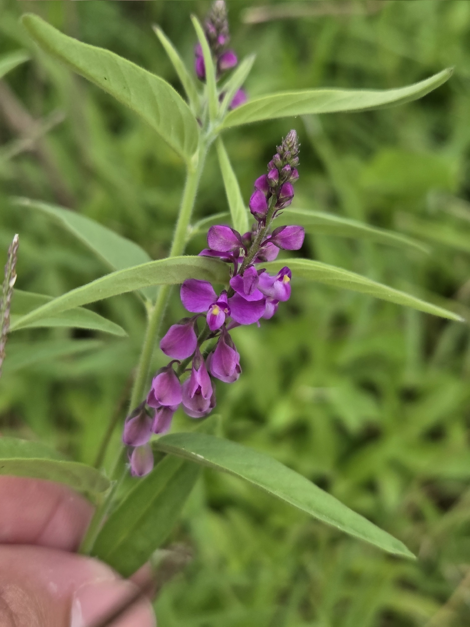 Imagem de Asemeia violacea