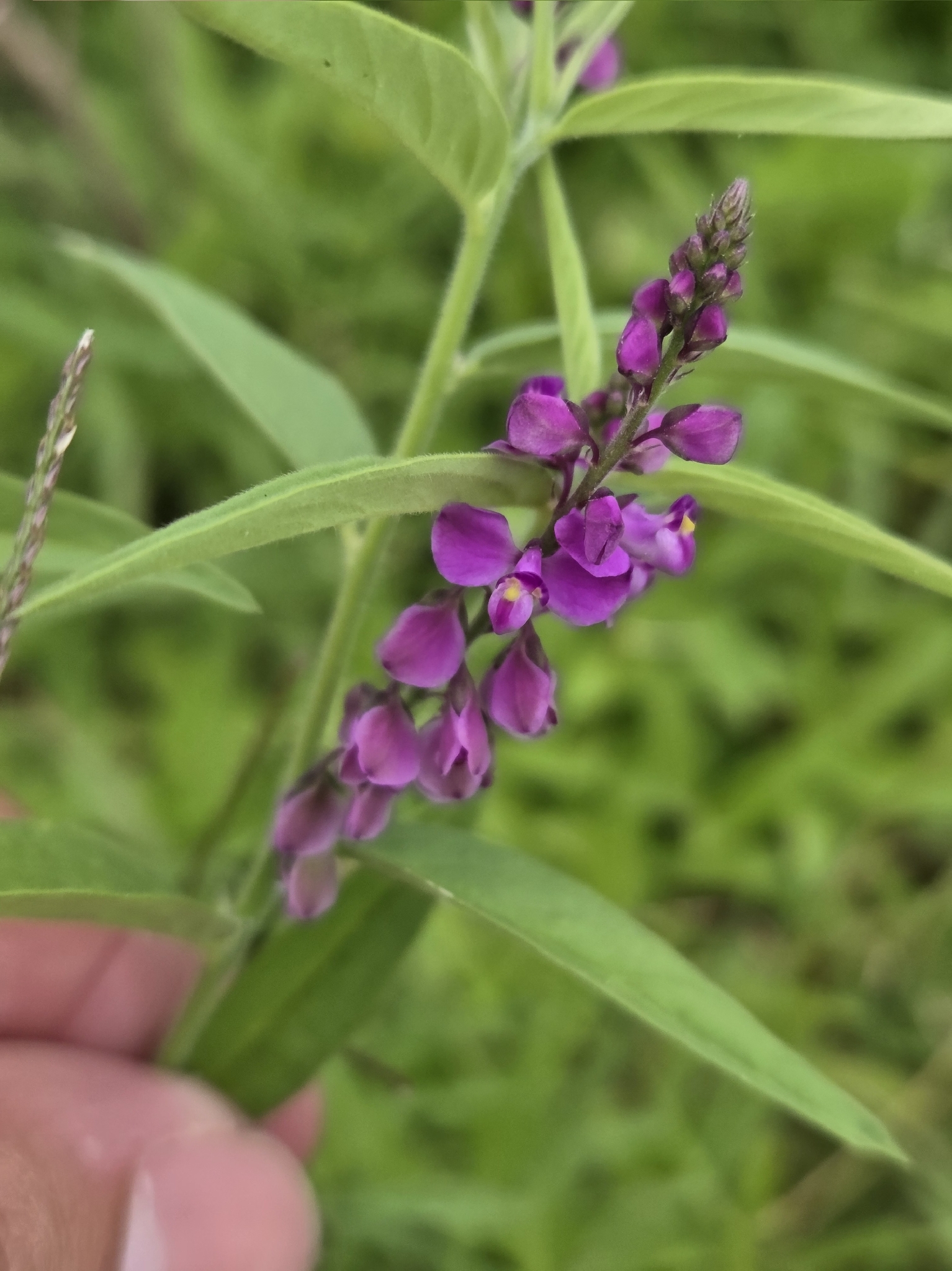 Imagem de Asemeia violacea