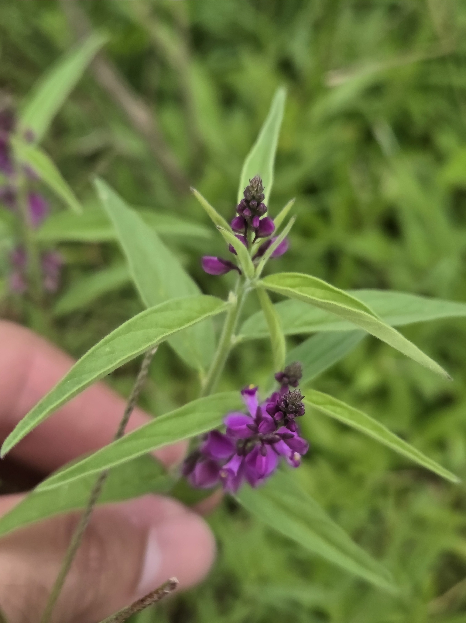 Imagem de Asemeia violacea