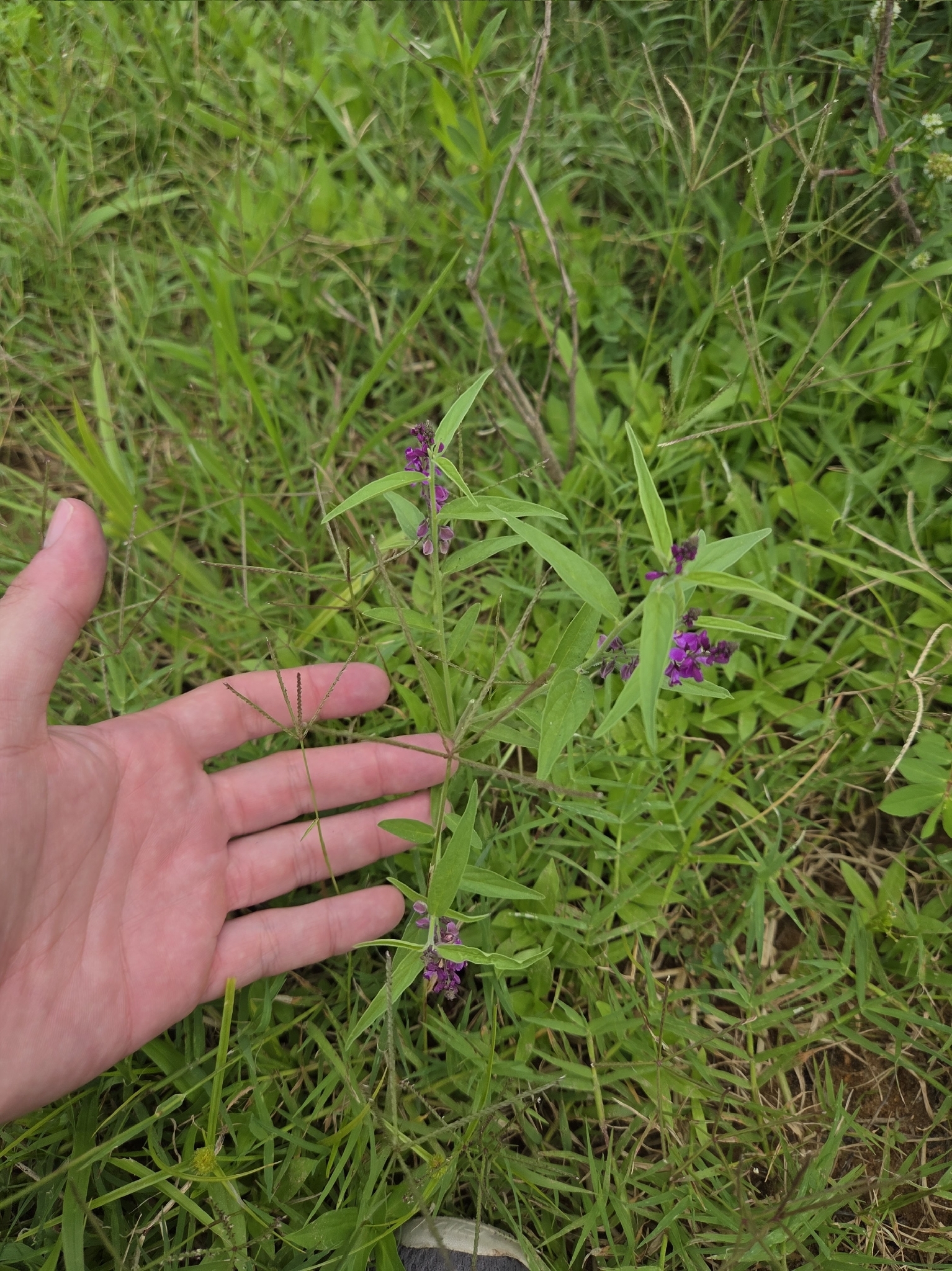 Imagem de Asemeia violacea