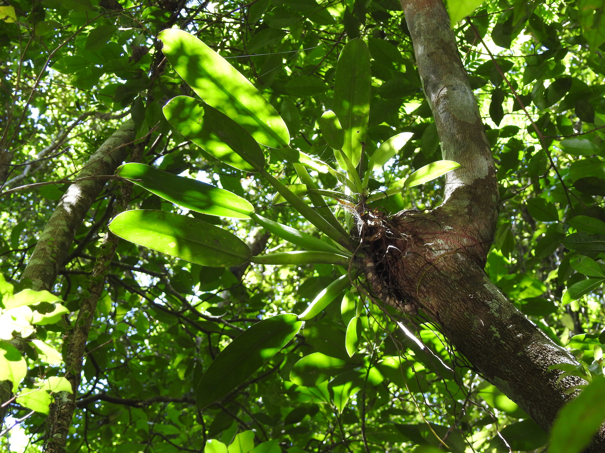 Philodendron Martianum (Philodendron martianum)