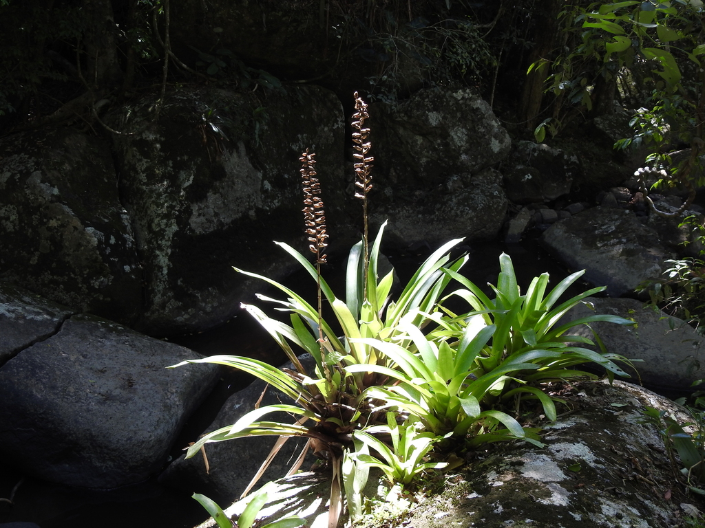 Vriesea platynema; photograph (c) Fabrício Mil Homens Riella, some rights reserved (CC BY)