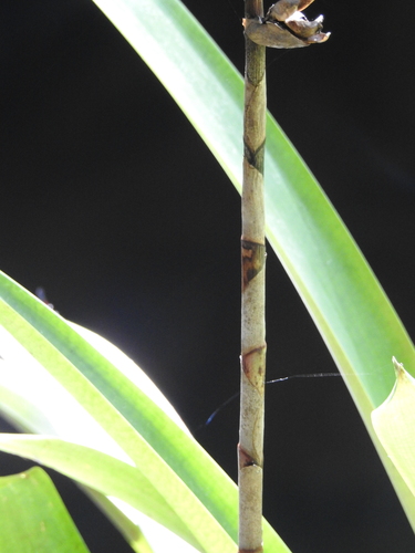 Vriesea platynema, photograph 3