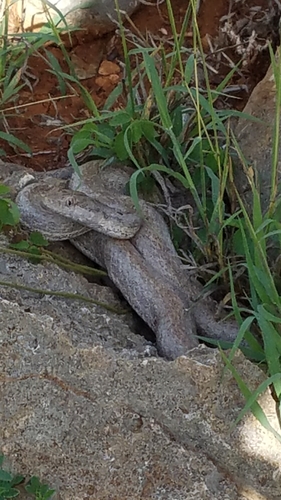 Hispaniola Cat-eyed Snake
