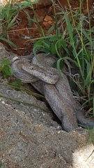 Hispaniola Cat-Eyed Snake photo 2
