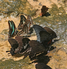 Graphium arycles
