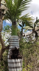 Pseudophoenix ekmanii