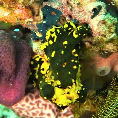 Notodoris gardineri