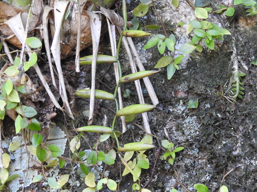 Vriesea scalaris, photograph 6