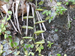 Vriesea scalaris, photograph (c) Fabrício Mil Homens Riella, some rights reserved (CC BY)
