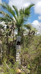 Pseudophoenix ekmanii