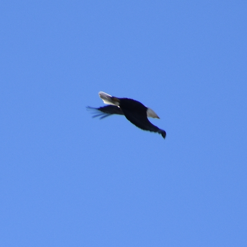 Bald Eagle photographed in Oregon