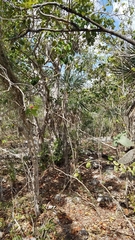 Coccothrinax ekmanii