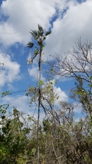 Coccothrinax ekmanii