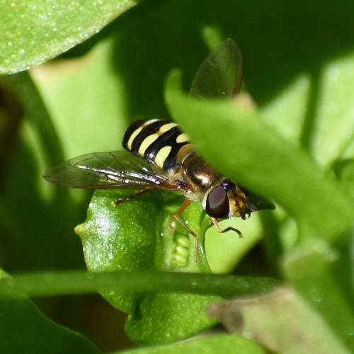 Unknown species found near Oregon, US