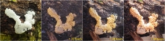 Hemitrichia lutescens
