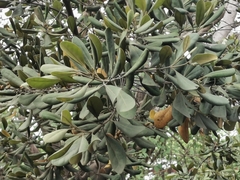 Magnoliopsida