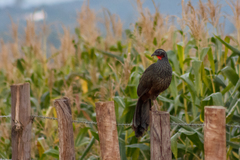 Penelope superciliaris