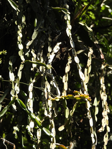 Chain Cactus (Rhipsalis paradoxa)