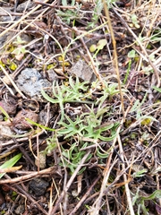 Calystegia stebbinsii
