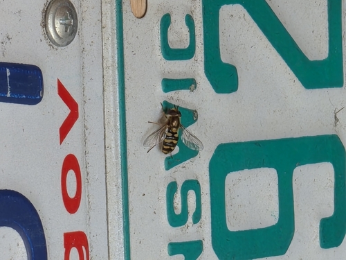 Unknown species found near Solano County, US-CA, US