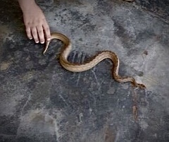 Tropidophis melanurus